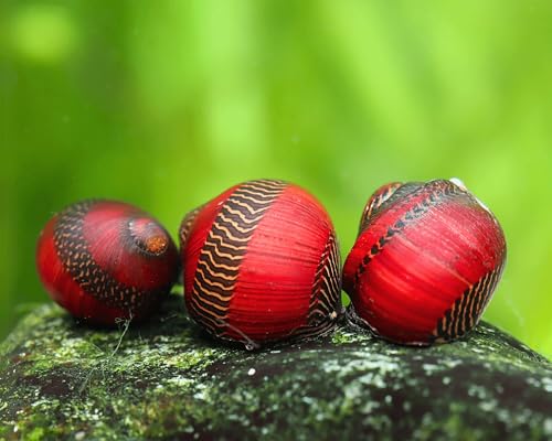 NatureHolic Deadpool Rennschnecke 3 Stück - Aquarium Schnecken lebend - rote Schwarze Algenfresser - perfekt für Aquascaping - natürliche Aquarien Pflege - Keine Vermehrung von NatureHolic
