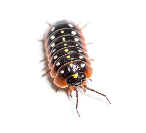 NatureHolic Dubrovnik Assel | Armadillidium klugii Dubrovnik | Terrarium Putztrupp | Premium Isopoden | 1 Tier NatureHolic Dubrovnik Assel | Armadillidium klugii Dubrovnik | Terrarium Putztrupp | Premium Isopoden | 1 Tier von NatureHolic