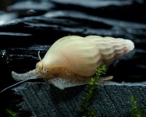 NatureHolic Elfenbein Raubschnecke Clea Helena 3 Stück -Aquarium Schnecken lebend - räuberische Schnecke gegen Schneckenplage in Aquarien - ab 20 l Becken NatureHolic Elfenbein Raubschnecke Clea Helena 3 Stück -Aquarium Schnecken lebend - räuberische Schnecke gegen Schneckenplage in Aquarien - ab 20 l Becken von NatureHolic