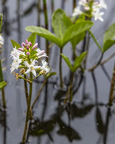 NatureHolic Fieberklee - Menyanthes trifoliata NatureHolic Fieberklee - Menyanthes trifoliata von NatureHolic