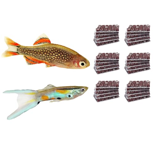 NatureHolic Frostfutter Mix Nanofische | 24 Blister á 100g | Artemia Copepoden Cyclops Daphnien mit Knoblauch | Schockgefrostetes Naturfutter für Nano- und Minifische im Aquarium von NatureHolic
