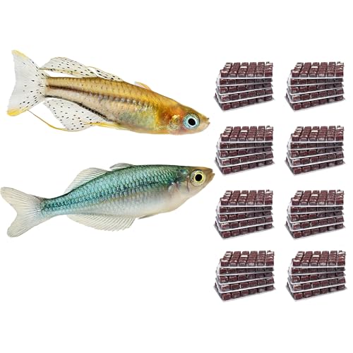 NatureHolic Frostfutter Mix Regenbogenfische | 24 Blister á 100g | Artemia Mückenlarven Copepoden Gammarus Daphnien Cyclops Muschelfleisch Garnelen | Schockgefrostetes Naturfutter NatureHolic Frostfutter Mix Regenbogenfische | 24 Blister á 100g | Artemia Mückenlarven Copepoden Gammarus Daphnien Cyclops Muschelfleisch Garnelen | Schockgefrostetes Naturfutter von NatureHolic
