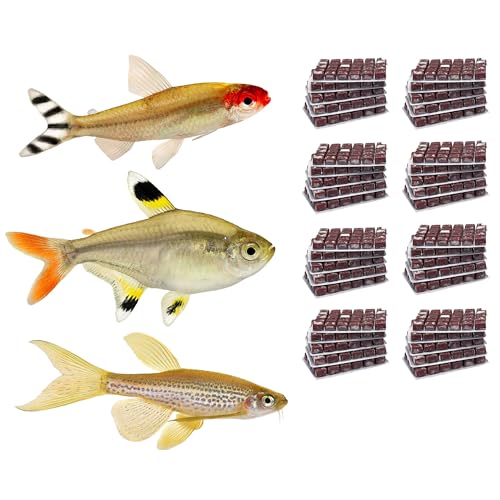 NatureHolic Frostfutter Mix Salmler & Bärblinge | 27 Blister á 100g | Artemia Cyclops Daphnien Gammarus Mückenlarven Copepoden mit Knoblauch | Schockgefrostetes Naturfutter für Zierfische im Aquarium NatureHolic Frostfutter Mix Salmler & Bärblinge | 27 Blister á 100g | Artemia Cyclops Daphnien Gammarus Mückenlarven Copepoden mit Knoblauch | Schockgefrostetes Naturfutter für Zierfische im Aquarium von NatureHolic