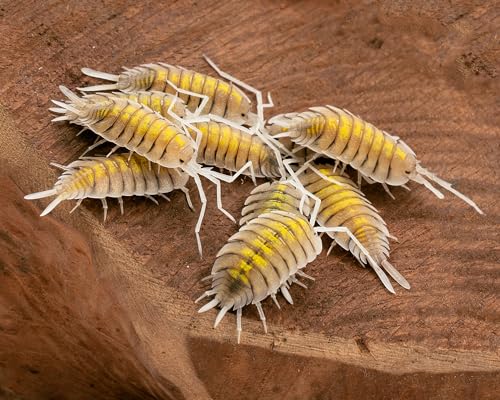 NatureHolic Gelbe Geister Zierassel | Porcellio bolivari Yellow Ghost | Terrarium Putztrupp | Premium Isopoden | Rarität | 1 Tier von NatureHolic
