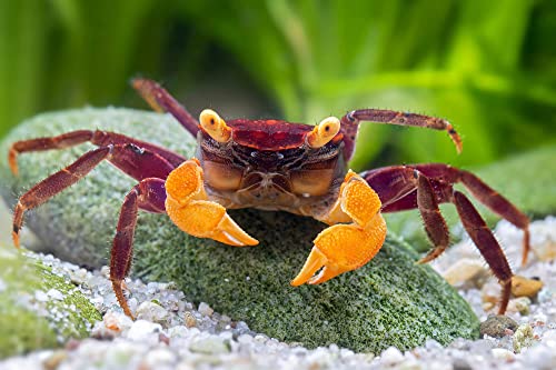 NatureHolic Geosesarma sp. 'Iron Fist' 5 STK. | Regenwaldkrabbe für das Feuchtterrarium | Sozialer Räuber mit markanter Erscheinung | Gruppenhaltung empfohlen von NatureHolic