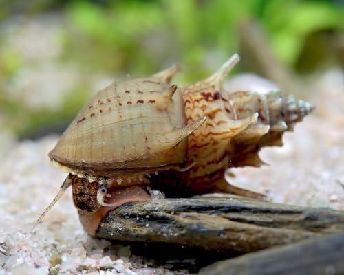 NatureHolic Gestachelte Turmdeckelschnecke Thiara winteri 5 Stück - Aquarium Schnecken lebend - kleinbleibende Algenfresser für Aquarien - Bodengrundreiniger - ab 12 l Becken NatureHolic Gestachelte Turmdeckelschnecke Thiara winteri 5 Stück - Aquarium Schnecken lebend - kleinbleibende Algenfresser für Aquarien - Bodengrundreiniger - ab 12 l Becken von NatureHolic