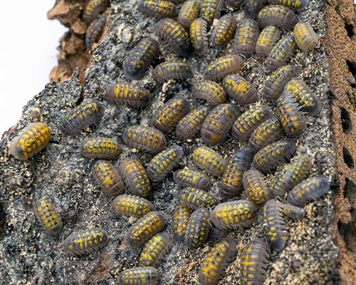 NatureHolic Golden Nugget Assel | Armadillidium granulatum Lemon | Terrarium Putztrupp | 6 Tiere | Zuchtansatz von NatureHolic