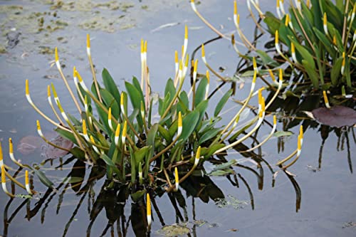 NatureHolic Goldkeule - Orontium aquaticum NatureHolic Goldkeule - Orontium aquaticum von NatureHolic