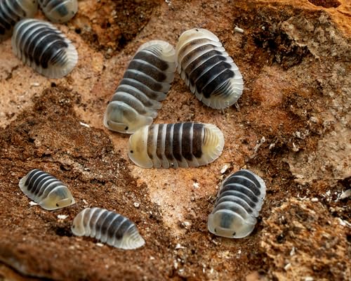Jupiter Cuba Assel | Cubaris sp. Jupiter | Terrarium Putztrupp | Premium Isopode | Rarität | 1 Tier von NatureHolic