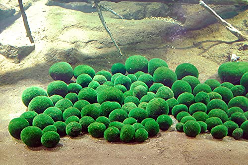 NatureHolic Marimo Algenball/Japanischer Marimo Algenball von NatureHolic