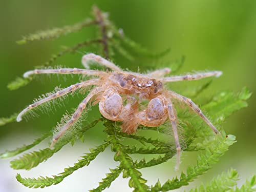 NatureHolic Microkrabbe - Limnopilos naiyanetri - 10er von NatureHolic
