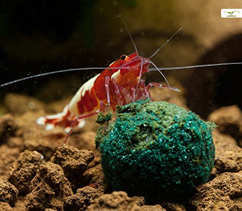 NatureHolic - Nano MainPuddingball I Alleinfuttermittel für Wirbellose I beliebte weiche Konsistenz I schonend hergestellt I Made in Germany I 3 STK NatureHolic - Nano MainPuddingball I Alleinfuttermittel für Wirbellose I beliebte weiche Konsistenz I schonend hergestellt I Made in Germany I 3 STK von NatureHolic