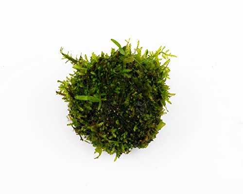 NatureHolic PlantMyTank - 'Weideball' aus Moos- u. Pflanzenmix - 4 cm x 6 cm von NatureHolic