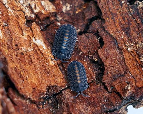 NatureHolic Platin Assel | Cubaris sp. Platin Tung Song | Premium Isopoden | Terrarium Putztrupp | Rollassel | 6 Tiere | Zuchtansatz NatureHolic Platin Assel | Cubaris sp. Platin Tung Song | Premium Isopoden | Terrarium Putztrupp | Rollassel | 6 Tiere | Zuchtansatz von NatureHolic