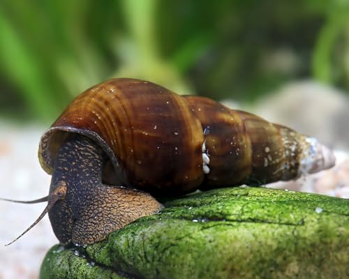NatureHolic Red Wood Riesenturmdeckelschnecke Tylomelania sp. 3 Stück - Aquarium Schnecken lebend - Schnecke mit leuchtender Färbung - Aquarien Aufräumtrupp & natürliche Reinigung NatureHolic Red Wood Riesenturmdeckelschnecke Tylomelania sp. 3 Stück - Aquarium Schnecken lebend - Schnecke mit leuchtender Färbung - Aquarien Aufräumtrupp & natürliche Reinigung von NatureHolic