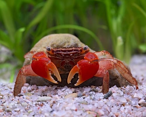 NatureHolic Rote Mangrovenkrabbe 5 STK. | Pseudosesarma moeshi | Amphibische Krabbe für Aquaterrarien | Sozial und pflanzeninteressiert von NatureHolic