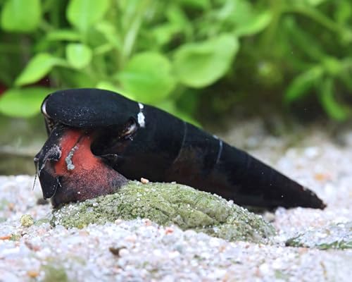 NatureHolic Rote Teufelsdornschnecke Faunus ater 3 Stück- Aquarium Schnecken lebend - großer Algenfresser - robust & pflegeleicht - Aquarien Schnecke mit schwarzem Gehäuse NatureHolic Rote Teufelsdornschnecke Faunus ater 3 Stück- Aquarium Schnecken lebend - großer Algenfresser - robust & pflegeleicht - Aquarien Schnecke mit schwarzem Gehäuse von NatureHolic