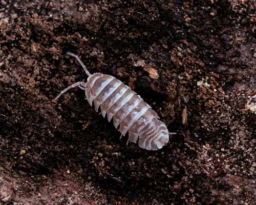 NatureHolic Schoko Zebra Assel | Armadillidium maculatum Chocolate | Terrarium Putztrupp | Rollassel | 1 Tier NatureHolic Schoko Zebra Assel | Armadillidium maculatum Chocolate | Terrarium Putztrupp | Rollassel | 1 Tier von NatureHolic