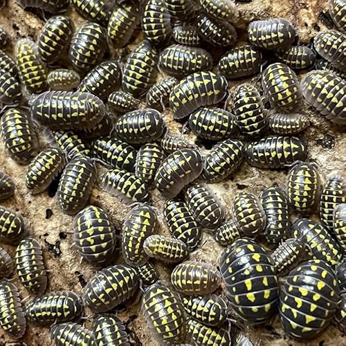 NatureHolic Schwarz-gelbe Assel | Armadillidium gestroi | Terrarium Putztrupp | Bodenpolizei | Isopoden | 1 Tier von NatureHolic