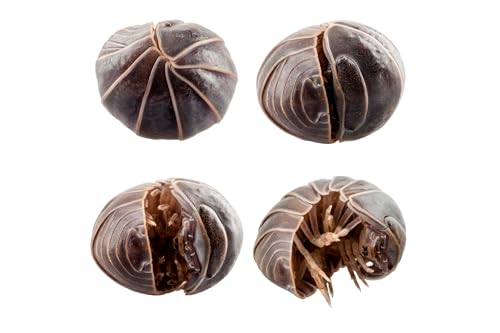 NatureHolic Spanische Rollassel | Armadillidium officinalis | Terrarium Putztrupp | Bodenpolizei | 1 Tier von NatureHolic