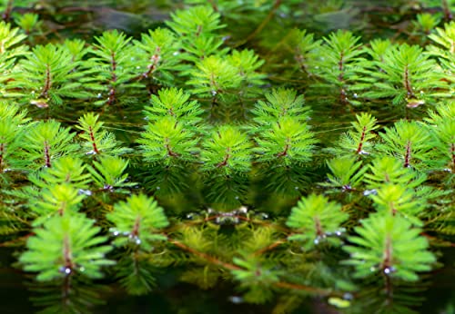 NatureHolic Tausendblatt - Myriophyllum hippuroides NatureHolic Tausendblatt - Myriophyllum hippuroides von NatureHolic
