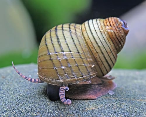 NatureHolic Tiger Turmdeckelschnecke Filopaludina sumatrensis polygramma 3 Stück - Aquarium Schnecken lebend - Algenfresser Schnecke für Aquarien - ab 30 l Becken NatureHolic Tiger Turmdeckelschnecke Filopaludina sumatrensis polygramma 3 Stück - Aquarium Schnecken lebend - Algenfresser Schnecke für Aquarien - ab 30 l Becken von NatureHolic