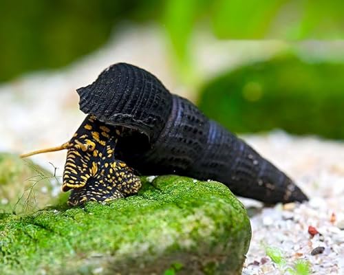 NatureHolic Tylomelania Yellow Spot Turmdeckelschnecke 3 Stück - Aquarium Schnecken lebend - Schwarze Aquarienschnecke - Algenfresser Schnecke für natürliche Aquarien Reinigung - ab 45 l Becken NatureHolic Tylomelania Yellow Spot Turmdeckelschnecke 3 Stück - Aquarium Schnecken lebend - Schwarze Aquarienschnecke - Algenfresser Schnecke für natürliche Aquarien Reinigung - ab 45 l Becken von NatureHolic