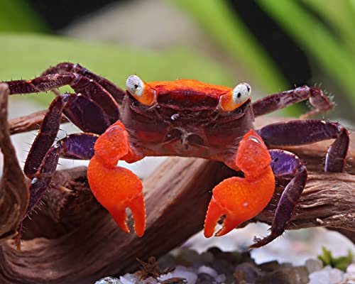 NatureHolic Vampirkrabbe Fire: Faszinierende kleine Landkrabbe aus Indonesien mit auffälliger intensiv roter Färbung am Rückenpanzer und Scheren NatureHolic Vampirkrabbe Fire: Faszinierende kleine Landkrabbe aus Indonesien mit auffälliger intensiv roter Färbung am Rückenpanzer und Scheren von NatureHolic
