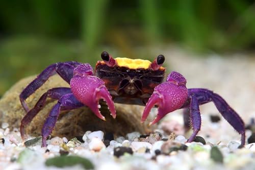 NatureHolic Vampirkrabbe ''Red Cranaval'' - Attraktive und Pflegeleichte Landkrabbe aus Indonesien für das Feuchtterrarium von NatureHolic