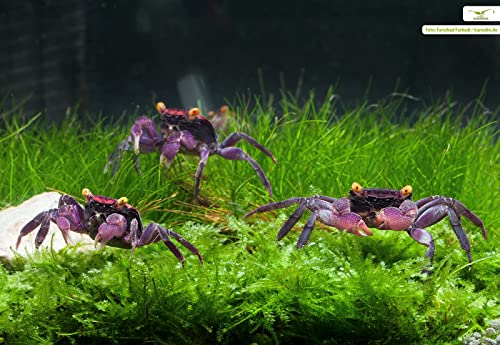 NatureHolic Vampirkrabbe ''Red Cranaval'' - Attraktive und Pflegeleichte Landkrabbe aus Indonesien für das Feuchtterrarium NatureHolic Vampirkrabbe ''Red Cranaval'' - Attraktive und Pflegeleichte Landkrabbe aus Indonesien für das Feuchtterrarium von NatureHolic