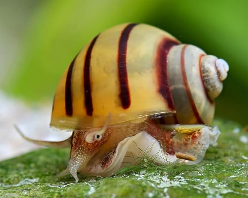 NatureHolic Zebra Apfelschnecke Asolene spixi 3 Stück - Aquarium Schnecken lebend - gestreifte Zwergapfelschnecke - ideale Schnecke für bepflanzte Aquarien NatureHolic Zebra Apfelschnecke Asolene spixi 3 Stück - Aquarium Schnecken lebend - gestreifte Zwergapfelschnecke - ideale Schnecke für bepflanzte Aquarien von NatureHolic