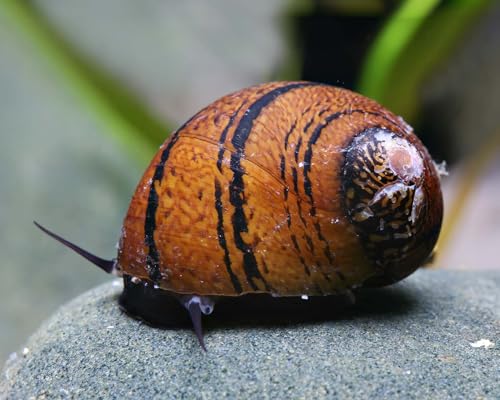 O-Ring Rennschnecke Neritodryas javanica 3 Stück - Aquarium Schnecken lebend - braun gemusterte Zierschnecke - Algenfresser Schnecke - Natürliche Aquarien Reinigung O-Ring Rennschnecke Neritodryas javanica 3 Stück - Aquarium Schnecken lebend - braun gemusterte Zierschnecke - Algenfresser Schnecke - Natürliche Aquarien Reinigung von NatureHolic