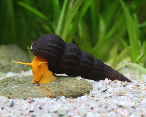 Orange Felsenschnecke Tylomelania sp. 3 Stück - Aquarium Schnecke lebend - auffällig gefärbte Algenfresser Schnecke - geeignet ab 45l Becken - Natürliche Aquarien Reinigung von NatureHolic