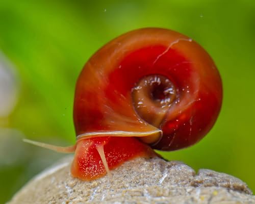 Orange Rote Posthornschnecke Planorbella duryi 5 Stück - Aquarium Schnecken lebend - Algenfresser & Gesundheitspolizei Schnecke - Natürliche Aquarien Reinigung Orange Rote Posthornschnecke Planorbella duryi 5 Stück - Aquarium Schnecken lebend - Algenfresser & Gesundheitspolizei Schnecke - Natürliche Aquarien Reinigung von NatureHolic