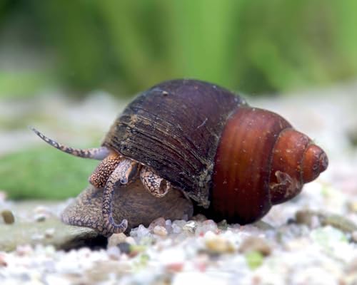 Orange Spot Schnecke Filopaludina sp. 3 Stück - Aquarium Schnecken lebend - Pflegeleichte Algenfresser Deko Schnecke - Natürliche Aquarien Reinigung von NatureHolic