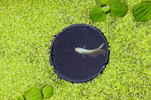 Pflanzenschwimm Portal Ring | Schwimmpflanzenring für Aquarium Pflanzen | Futterring für Fische | Schwimmender Fütterungsring | Größe: L von NatureHolic