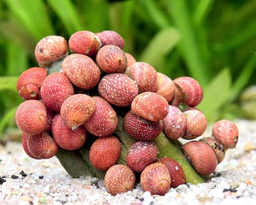 Pink Lady Schnecke Clithon sowerbianum 5 Stück - Aquarium Schnecken lebend - rosa Aquariumschnecke - Effektive Algenfresser - Nano-Aquarium geeignet - Natürliche Aquarien Reinigung von NatureHolic