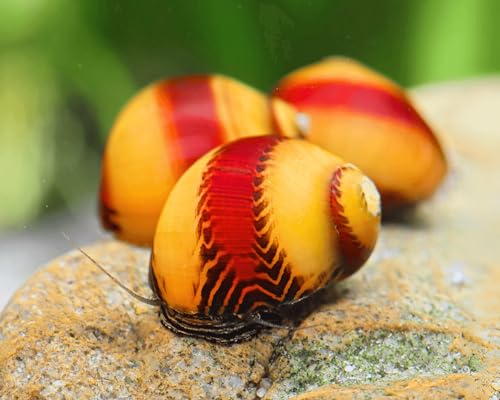 Red & Yellow Stripe Rennschnecke 3 Stück - Aquarium Schnecken lebend - seltene rote und gelbe Algenfresser Rarität Schnecke - Natürliche Aquarien Reinigung Red & Yellow Stripe Rennschnecke 3 Stück - Aquarium Schnecken lebend - seltene rote und gelbe Algenfresser Rarität Schnecke - Natürliche Aquarien Reinigung von NatureHolic