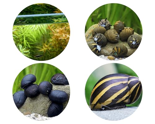 Schneckenpaket Glasklare Scheiben - Aquarium Algenfresser Set mit Napfschnecken Zebra Rennschnecken Geweihschnecken - Aquarium Schnecken lebend - Natürliche Aquarien Reinigung Schneckenpaket Glasklare Scheiben - Aquarium Algenfresser Set mit Napfschnecken Zebra Rennschnecken Geweihschnecken - Aquarium Schnecken lebend - Natürliche Aquarien Reinigung von NatureHolic