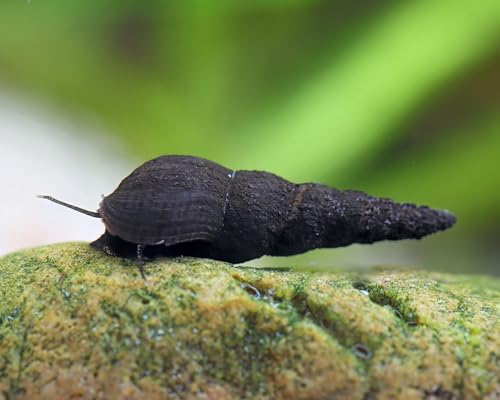 Schwarze Turmdeckelschnecke Melanoides maculata 3 Stück - Aquarium Schnecken lebend - - Resteverwerter Algenfresser Schnecke - Natürliche Aquarien Reinigung Schwarze Turmdeckelschnecke Melanoides maculata 3 Stück - Aquarium Schnecken lebend - - Resteverwerter Algenfresser Schnecke - Natürliche Aquarien Reinigung von NatureHolic
