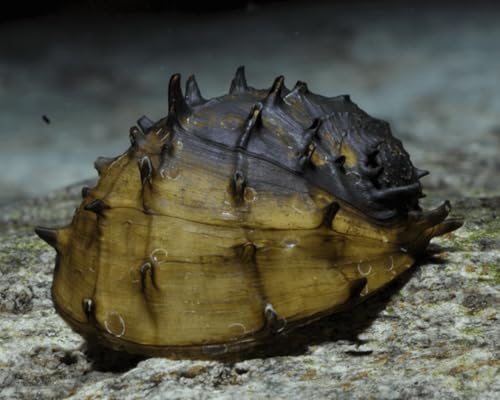Stachelige Algenrennschnecke Neritina juttingae 3 Stück - Aquarium Schnecken lebend - effektiver Algenfresser Schnecke - Natürliche Aquarien Reinigung Stachelige Algenrennschnecke Neritina juttingae 3 Stück - Aquarium Schnecken lebend - effektiver Algenfresser Schnecke - Natürliche Aquarien Reinigung von NatureHolic