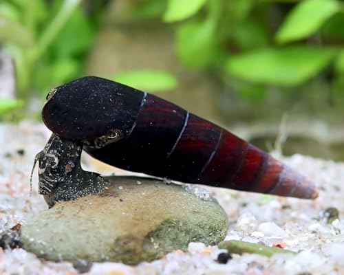 Teufelsdornschnecke Faunus ater 3 Stück - Aquarium Schnecken lebend - große dunkle Algenfresser Schnecke - für Becken ab 54 l - Natürliche Aquarien Reinigung von NatureHolic