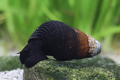 Tylomelania Mini Black Turmdeckelschnecke 3 Stück - Aquarium Schnecken lebend - kleine Algenfresser Schnecke - für Nanoaquarium ab 20 l Aquarien geeignet von NatureHolic