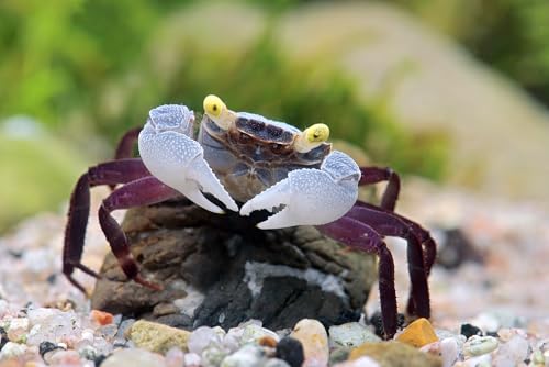*Vampirkrabben Purple Haze - Gruppe aus 5 Tieren - lebende Landkrabben für das Terrarium - Geosesarma spec. - inkl. Versand - 69,99 €* *Vampirkrabben Purple Haze - Gruppe aus 5 Tieren - lebende Landkrabben für das Terrarium - Geosesarma spec. - inkl. Versand - 69,99 €* von NatureHolic