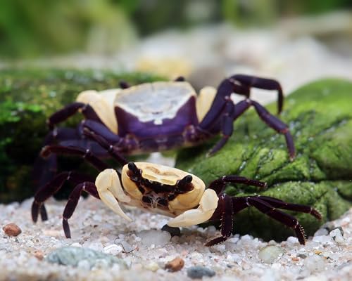 *Vampirkrabben Purple Witcher - Gruppe aus 5 Tieren - seltene, lebende Landkrabben - Lepidothelphusa sp. - inkl. Versand - 119,99 €* von NatureHolic