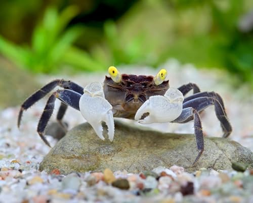 *Vampirkrabben Yellow Eye - Gruppe aus 5 Tieren - exotische Landkrabben lebend - Geosesarma spec. - Terrarium geeignet - inkl. Versand - 69,99 €* von NatureHolic