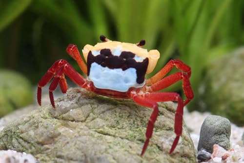 *Vampirkrabben Yellow Witcher - Gruppe aus 5 Tieren - seltene, lebende Landkrabben für das Terrarium - Lepidothelphusa sp. - inkl. Versand - 109,99 €* von NatureHolic