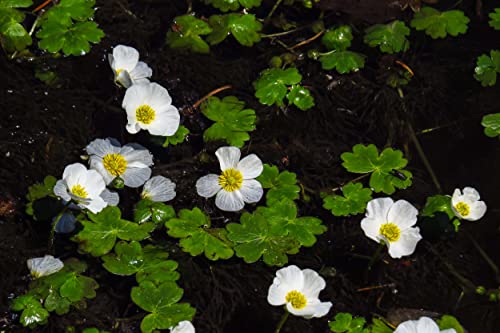 Wasserhahnenfuß - Ranunculus aquatilis Wasserhahnenfuß - Ranunculus aquatilis von NatureHolic