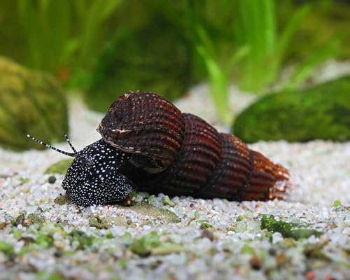 Weiße Perlhuhnschnecke Tylomelania patriarchalis 3 Stück - Aquarium Schnecken lebend - große Algenfresser Schnecke - ab 54l Beckengröße - Natürliche Aquarien Reinigung von NatureHolic