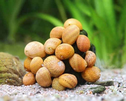 Yellow Fancy Geweihschnecke Clithon sowerianum 5 Stück - Aquarium Schnecken lebend - Algenfresser Schnecke - ab 20 l Becken - Natürliche Aquarien Reinigung von NatureHolic